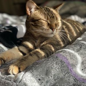 Meet your Posher, Angel